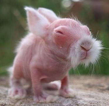 naked rabbit