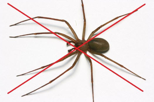 NO spider.jpg